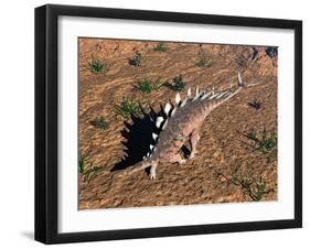 Kentrosaurus Dinosaur Walking in the Desert-null-Framed Art Print