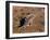 Kentrosaurus Dinosaur Walking in the Desert-null-Framed Art Print