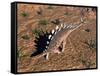 Kentrosaurus Dinosaur Walking in the Desert-null-Framed Stretched Canvas