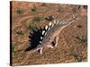 Kentrosaurus Dinosaur Walking in the Desert-null-Stretched Canvas