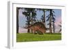 Kentrosaurus Walking across a Grassy Field-null-Framed Art Print