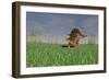 Kentrosaurus Walking across a Grassy Field-null-Framed Art Print
