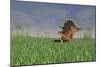 Kentrosaurus Walking across a Grassy Field-null-Mounted Art Print