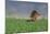 Kentrosaurus Walking across a Grassy Field-null-Mounted Art Print