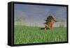 Kentrosaurus Walking across a Grassy Field-null-Framed Stretched Canvas