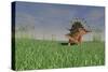 Kentrosaurus Walking across a Grassy Field-null-Stretched Canvas