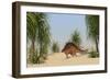 Kentrosaurus Walking in a Tropical Environment-null-Framed Art Print