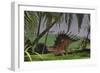 Kentrosaurus Walking Through a Field, with a Ceratosaurus in Background-null-Framed Art Print