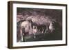 Kents Cavern-Charles Woof-Framed Photographic Print