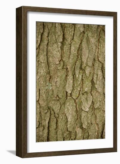 Kentucky Coffeetree (Gymnocladus dioicus) close-up of bark, Kentucky, USA, October-Chris & Tilde Stuart-Framed Photographic Print