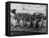 Kentucky Derby-null-Framed Stretched Canvas