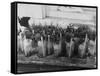 Kentucky Derby-null-Framed Stretched Canvas