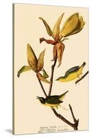 Kentucky Warbler-John James Audubon-Stretched Canvas