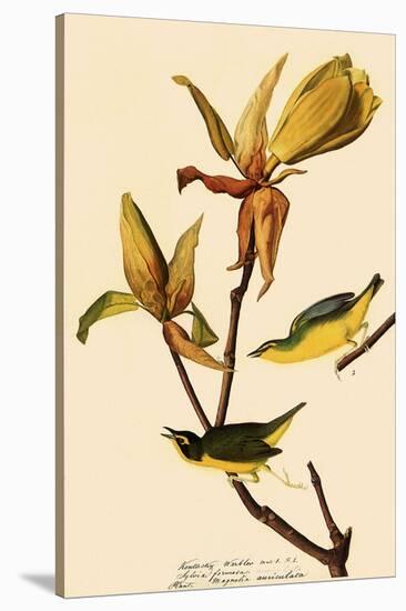 Kentucky Warbler-John James Audubon-Stretched Canvas