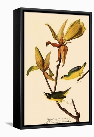 Kentucky Warbler-John James Audubon-Framed Stretched Canvas