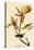 Kentucky Warbler-John James Audubon-Stretched Canvas
