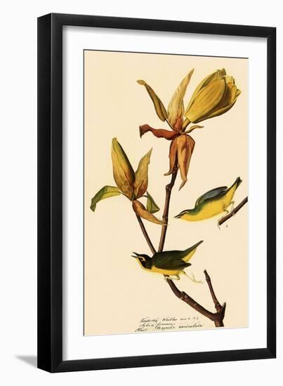 Kentucky Warbler-John James Audubon-Framed Giclee Print