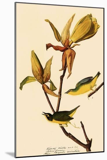 Kentucky Warbler-John James Audubon-Mounted Giclee Print