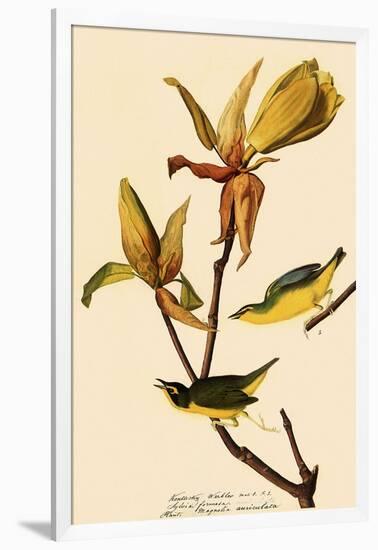 Kentucky Warbler-John James Audubon-Framed Giclee Print