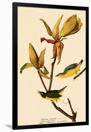 Kentucky Warbler-John James Audubon-Framed Giclee Print