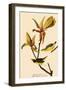 Kentucky Warbler-John James Audubon-Framed Premium Giclee Print