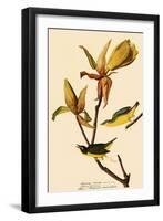Kentucky Warbler-John James Audubon-Framed Premium Giclee Print