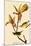 Kentucky Warbler-John James Audubon-Mounted Giclee Print