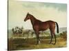 Kentucky-Edward Troye-Stretched Canvas