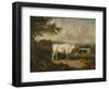 Kenwood, Lord Mansfield's Pedigree Cattle, 1797-Julius Caesar Ibbetson-Framed Giclee Print