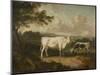 Kenwood, Lord Mansfield's Pedigree Cattle, 1797-Julius Caesar Ibbetson-Mounted Giclee Print