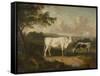 Kenwood, Lord Mansfield's Pedigree Cattle, 1797-Julius Caesar Ibbetson-Framed Stretched Canvas