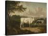 Kenwood, Lord Mansfield's Pedigree Cattle, 1797-Julius Caesar Ibbetson-Stretched Canvas