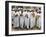 Kenya; a Joyful Muslim Procession During Maulidi, the Celebration of Prophet Mohammed's Birthday-Nigel Pavitt-Framed Photographic Print