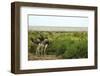 Kenya, Amboseli National Park, 2 Female Ostrich-Thibault Van Stratum-Framed Photographic Print