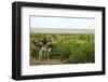 Kenya, Amboseli National Park, 2 Female Ostrich-Thibault Van Stratum-Framed Photographic Print