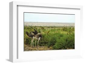 Kenya, Amboseli National Park, 2 Female Ostrich-Thibault Van Stratum-Framed Photographic Print