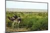 Kenya, Amboseli National Park, 2 Female Ostrich-Thibault Van Stratum-Mounted Photographic Print