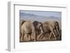 Kenya, Amboseli National Park. a Breeding Herd of Elephant.-Niels Van Gijn-Framed Photographic Print