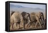 Kenya, Amboseli National Park. a Breeding Herd of Elephant.-Niels Van Gijn-Framed Stretched Canvas