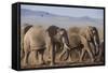 Kenya, Amboseli National Park. a Breeding Herd of Elephant.-Niels Van Gijn-Framed Stretched Canvas