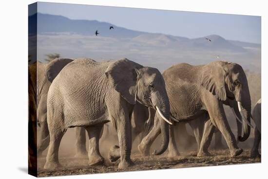 Kenya, Amboseli National Park. a Breeding Herd of Elephant.-Niels Van Gijn-Stretched Canvas