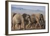 Kenya, Amboseli National Park. a Breeding Herd of Elephant.-Niels Van Gijn-Framed Photographic Print