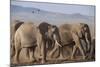 Kenya, Amboseli National Park. a Breeding Herd of Elephant.-Niels Van Gijn-Mounted Photographic Print