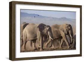 Kenya, Amboseli National Park. a Breeding Herd of Elephant.-Niels Van Gijn-Framed Photographic Print