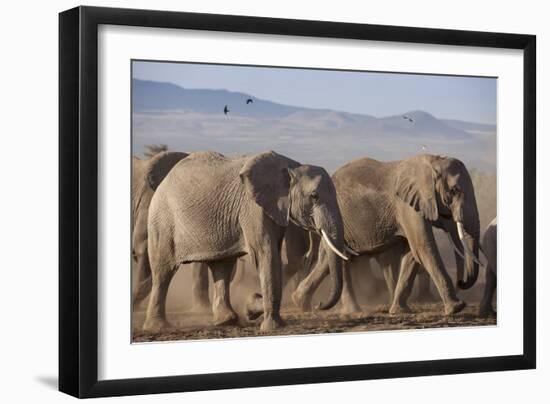 Kenya, Amboseli National Park. a Breeding Herd of Elephant.-Niels Van Gijn-Framed Photographic Print