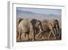 Kenya, Amboseli National Park. a Breeding Herd of Elephant.-Niels Van Gijn-Framed Photographic Print