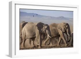 Kenya, Amboseli National Park. a Breeding Herd of Elephant.-Niels Van Gijn-Framed Photographic Print