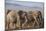 Kenya, Amboseli National Park. a Breeding Herd of Elephant.-Niels Van Gijn-Mounted Photographic Print