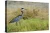 Kenya, Amboseli National Park, Black-Headed Heron-Thibault Van Stratum-Stretched Canvas