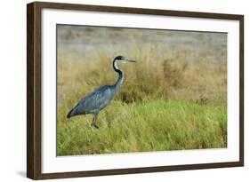 Kenya, Amboseli National Park, Black-Headed Heron-Thibault Van Stratum-Framed Photographic Print